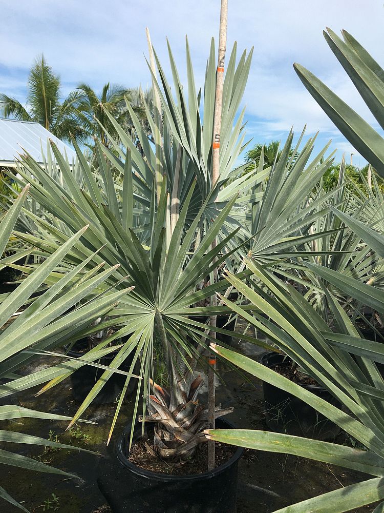 bismarckia-nobilis-bismarck-palm