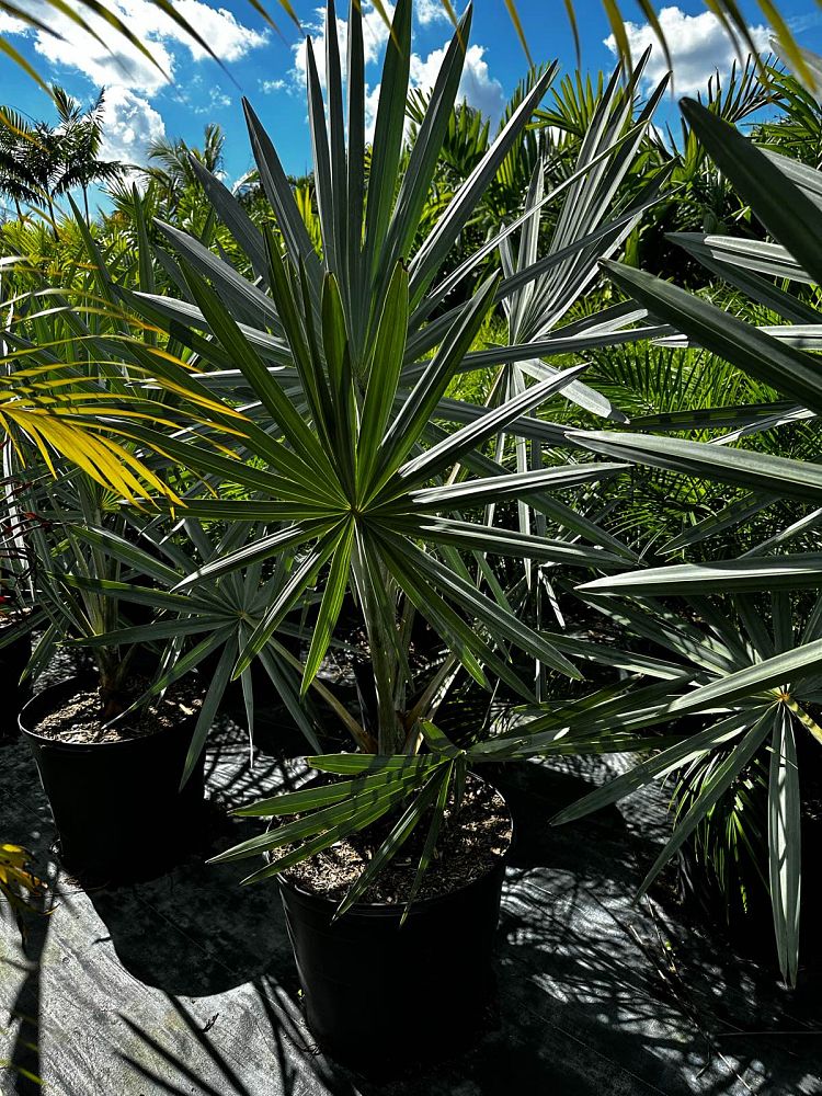 bismarckia-nobilis-bismarck-palm