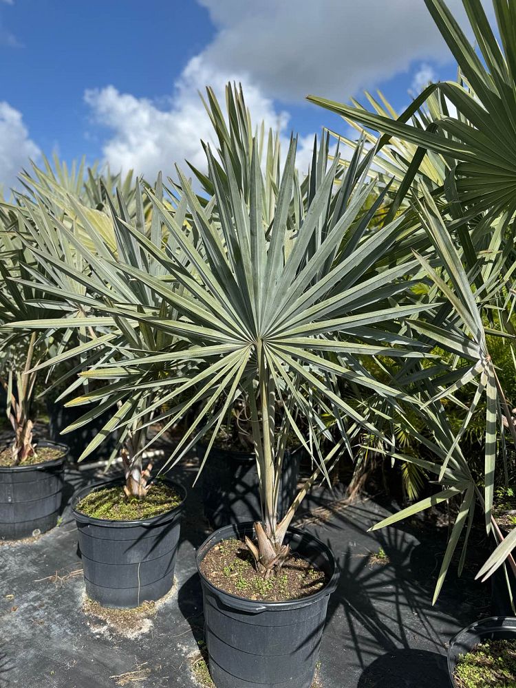 bismarckia-nobilis-bismarck-palm