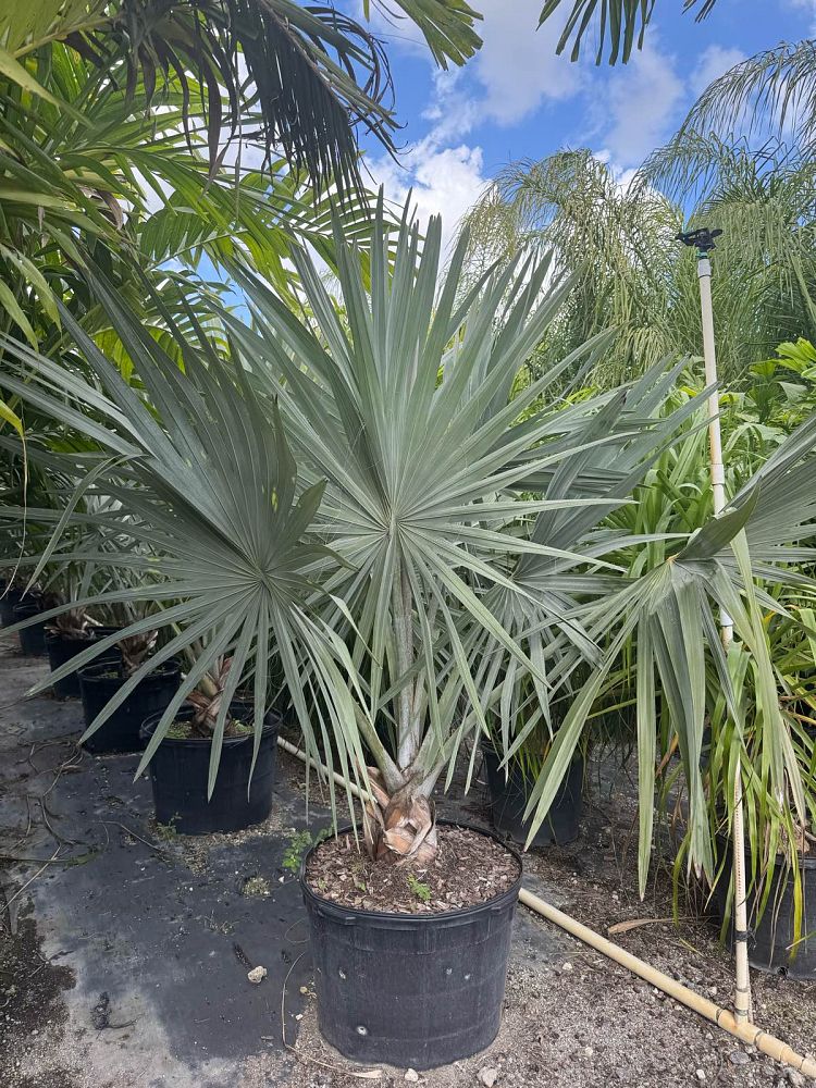 bismarckia-nobilis-bismarck-palm