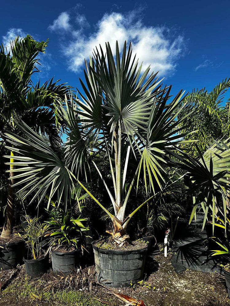 bismarckia-nobilis-bismarck-palm