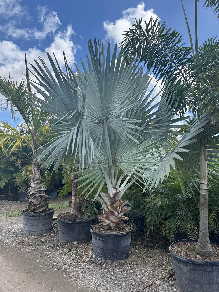 bismarckia-nobilis-bismarck-palm