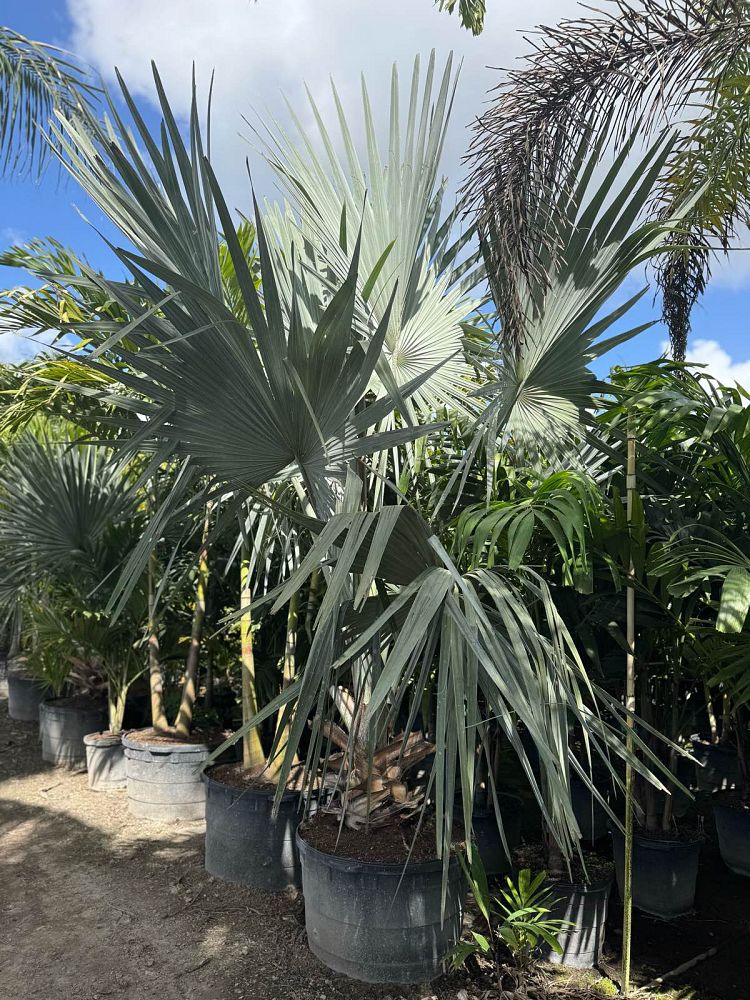 bismarckia-nobilis-bismarck-palm