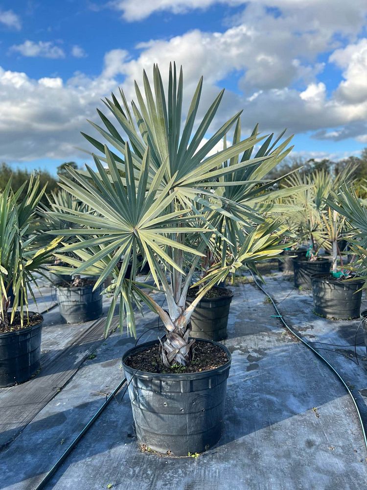 bismarckia-nobilis-bismarck-palm