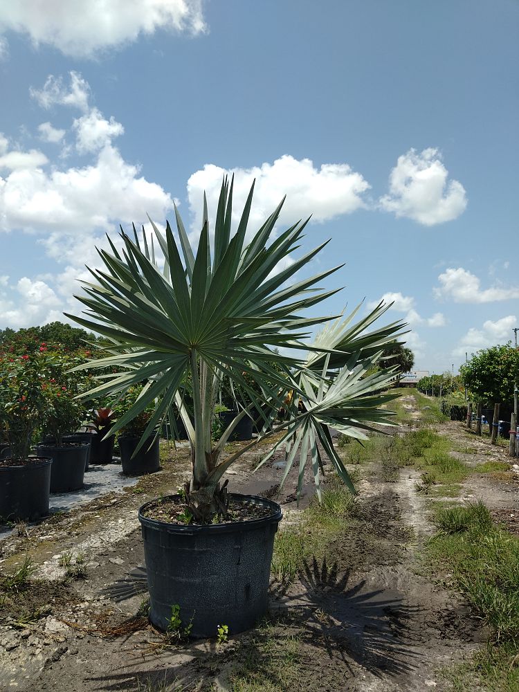 bismarckia-nobilis-bismarck-palm