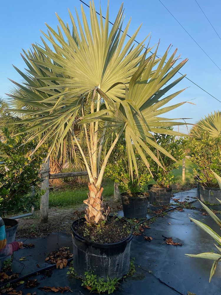 bismarckia-nobilis-bismarck-palm