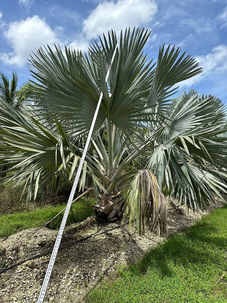bismarckia-nobilis-bismarck-palm
