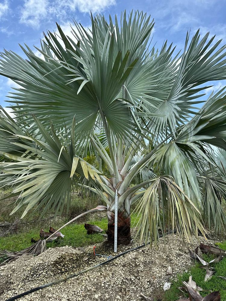 bismarckia-nobilis-bismarck-palm