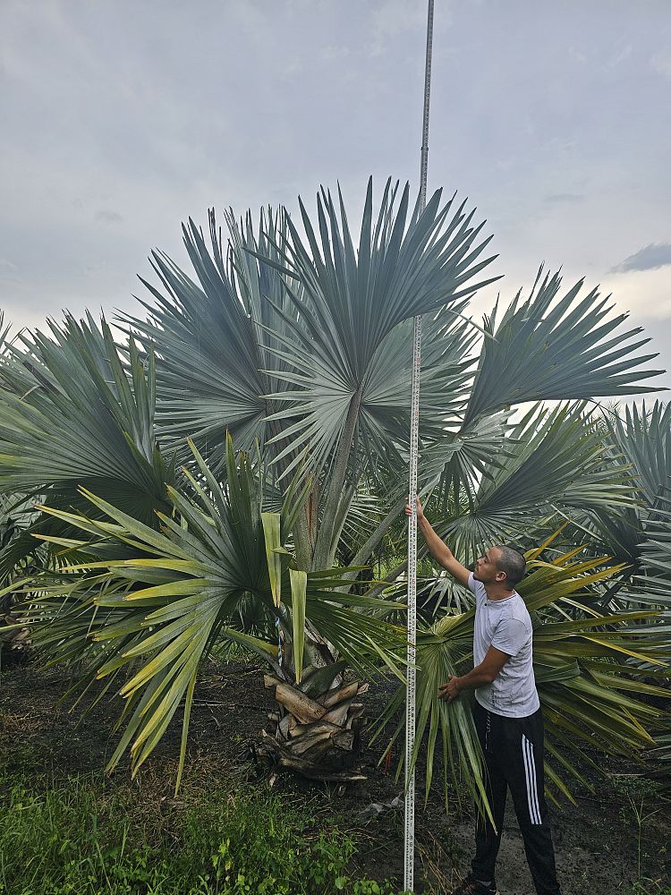 bismarckia-nobilis-bismarck-palm