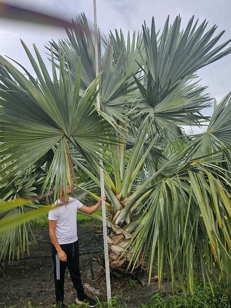 bismarckia-nobilis-bismarck-palm