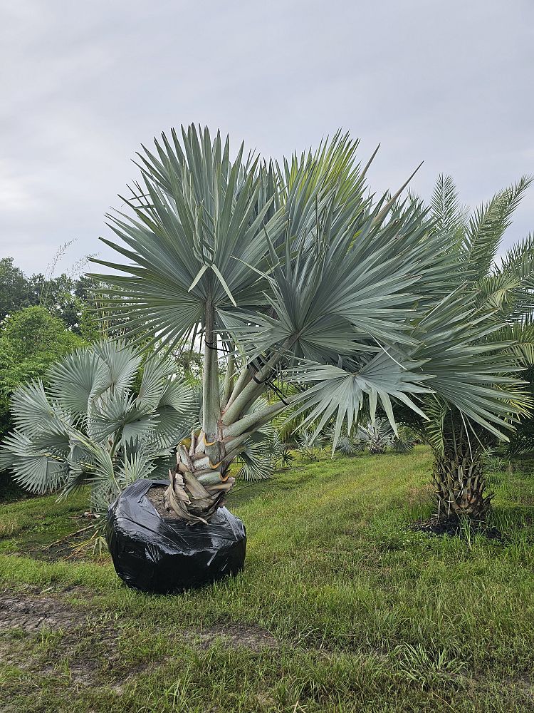 bismarckia-nobilis-bismarck-palm