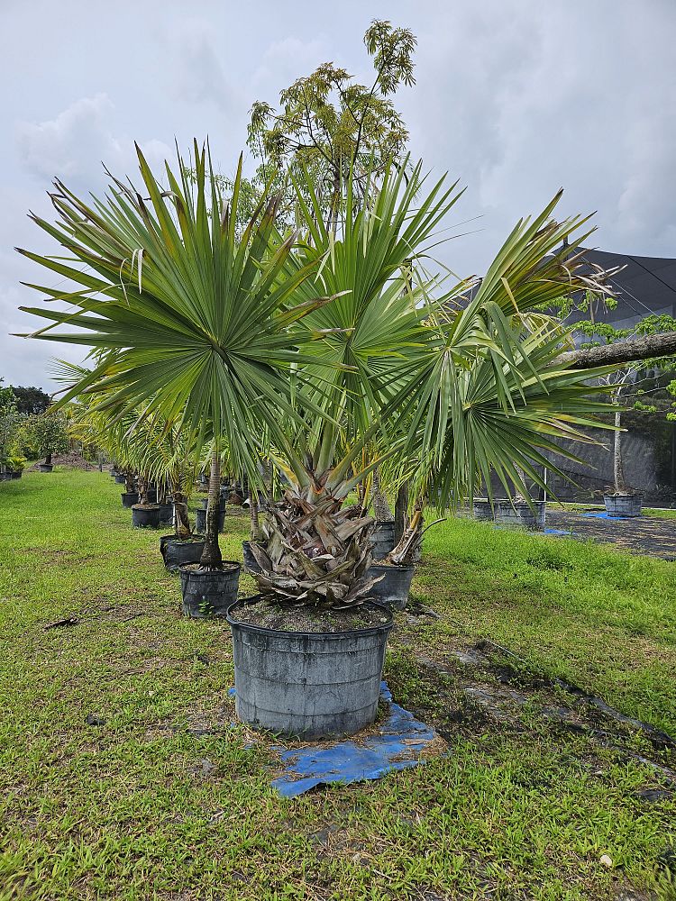 bismarckia-nobilis-bismarck-palm
