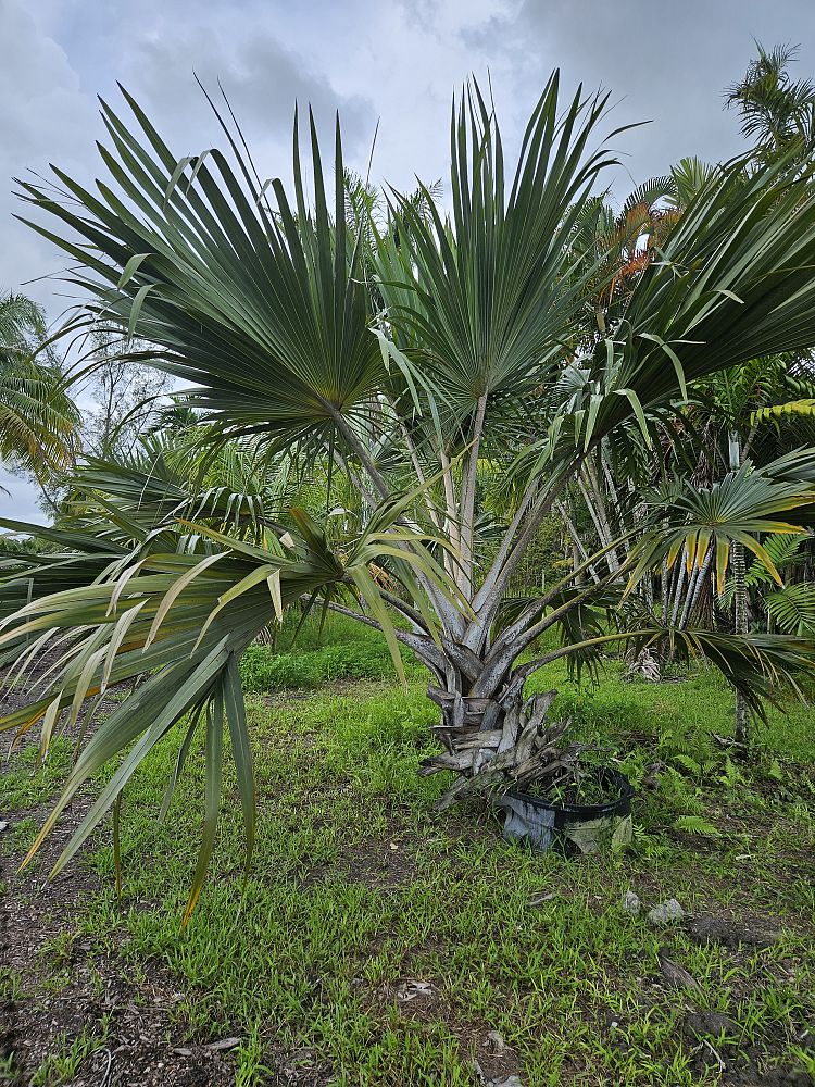 bismarckia-nobilis-bismarck-palm