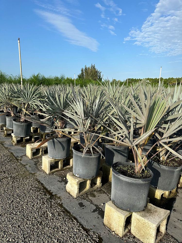 bismarckia-nobilis-bismarck-palm
