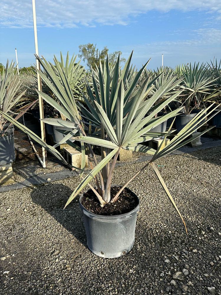 bismarckia-nobilis-bismarck-palm
