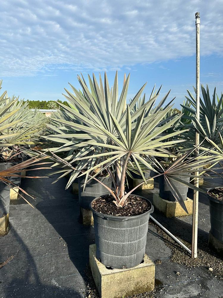 bismarckia-nobilis-bismarck-palm