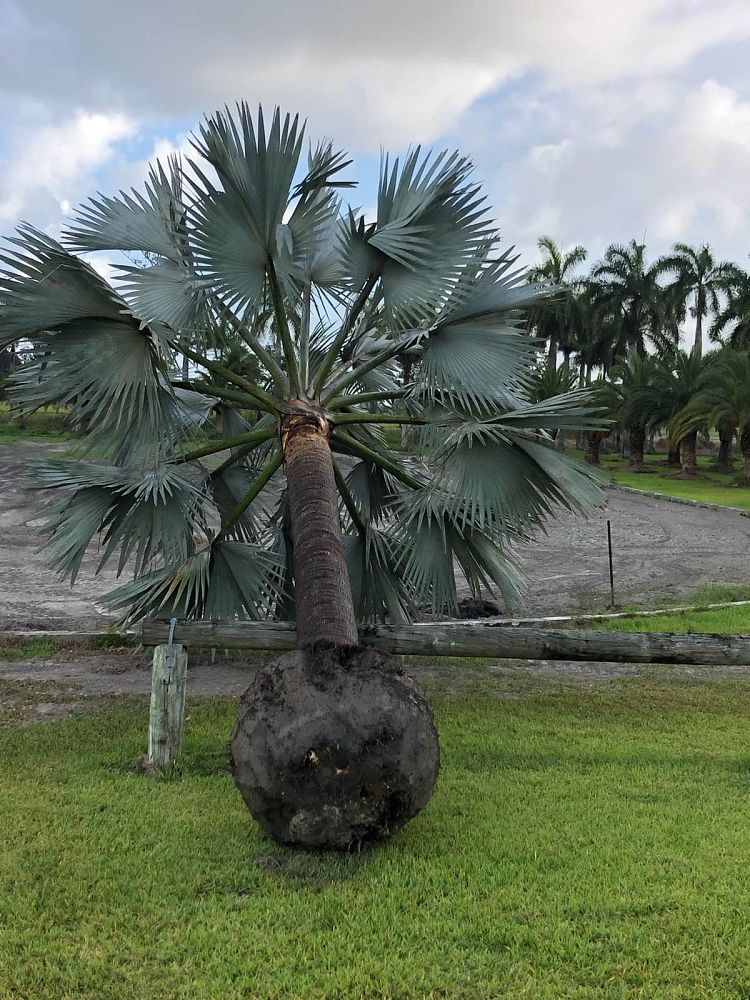 bismarckia-nobilis-bismarck-palm