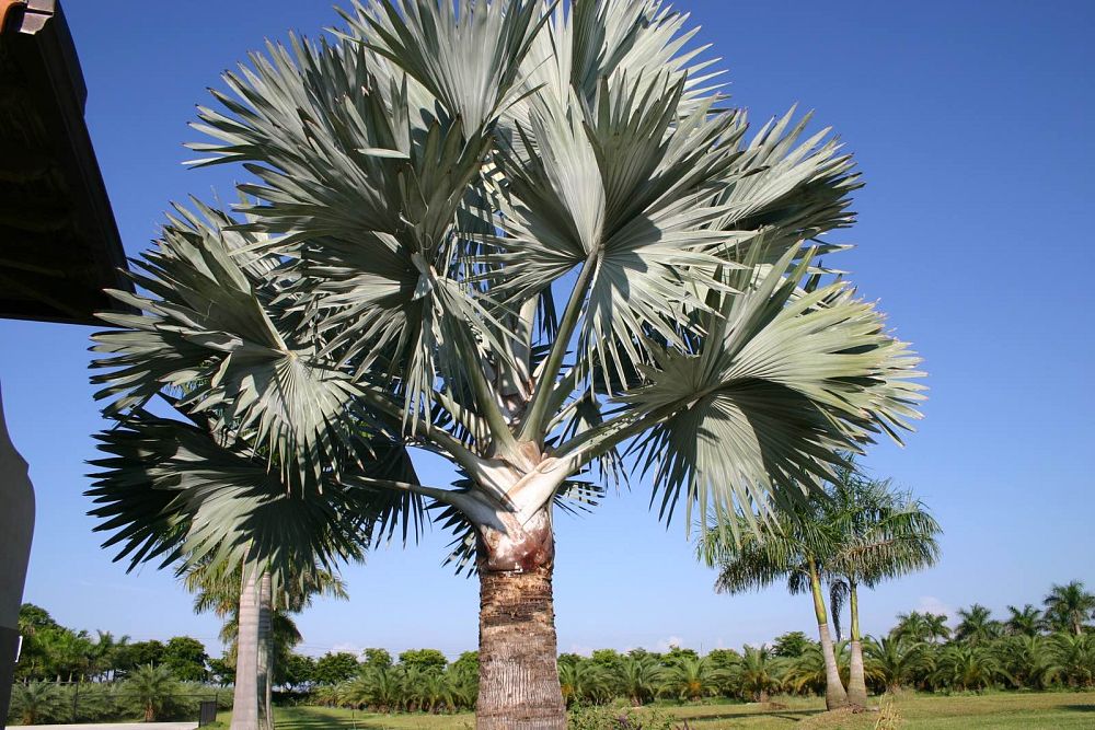 bismarckia-nobilis-bismarck-palm