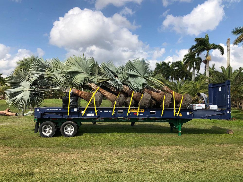 bismarckia-nobilis-bismarck-palm