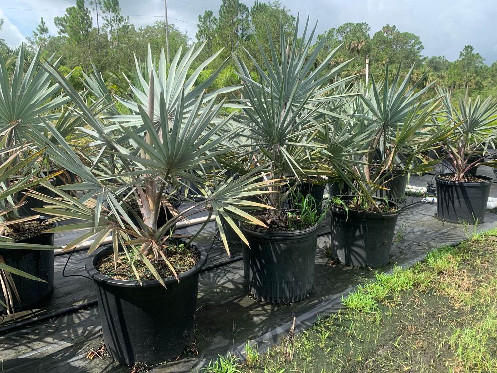 bismarckia-nobilis-bismarck-palm
