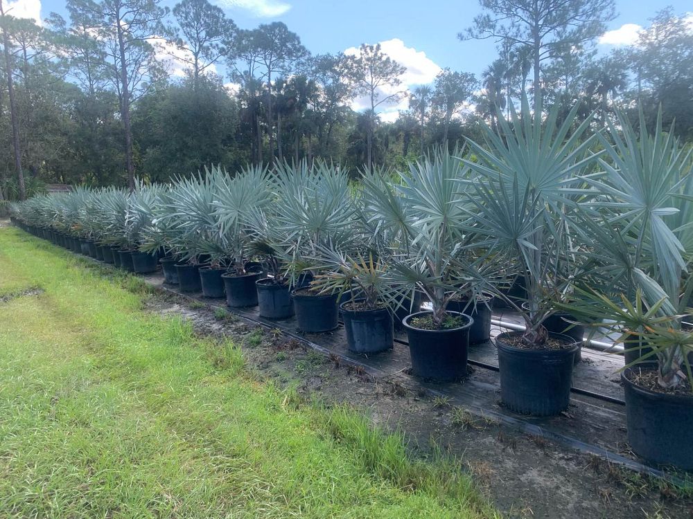 bismarckia-nobilis-bismarck-palm