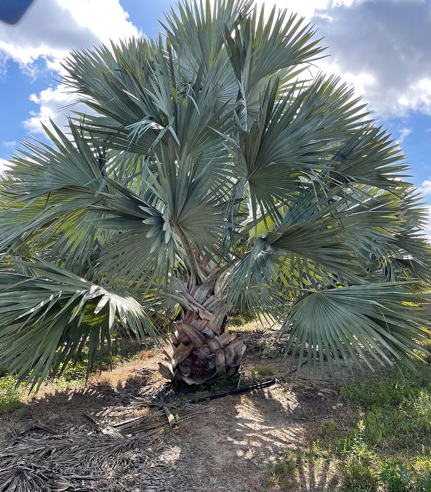 bismarckia-nobilis-bismarck-palm