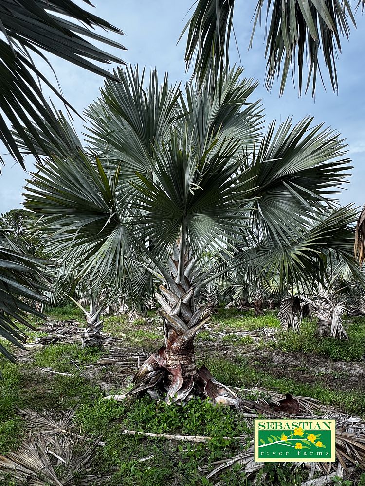 bismarckia-nobilis-bismarck-palm