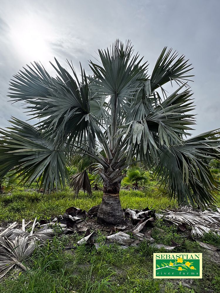 bismarckia-nobilis-bismarck-palm