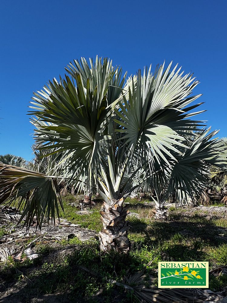 bismarckia-nobilis-bismarck-palm