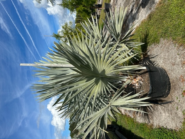 bismarckia-nobilis-bismarck-palm