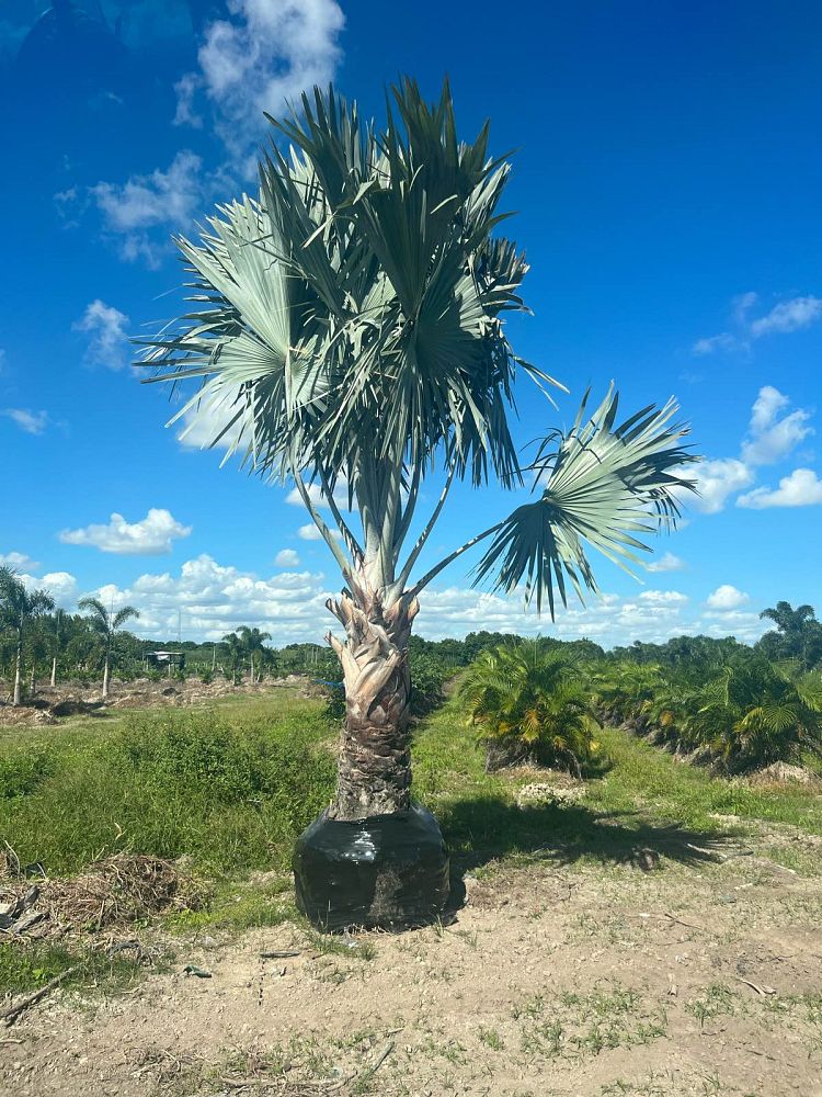 bismarckia-nobilis-bismarck-palm