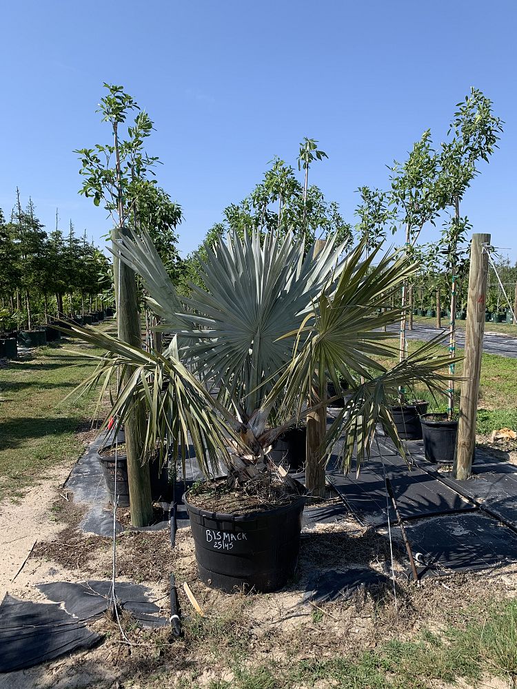 bismarckia-nobilis-bismarck-palm