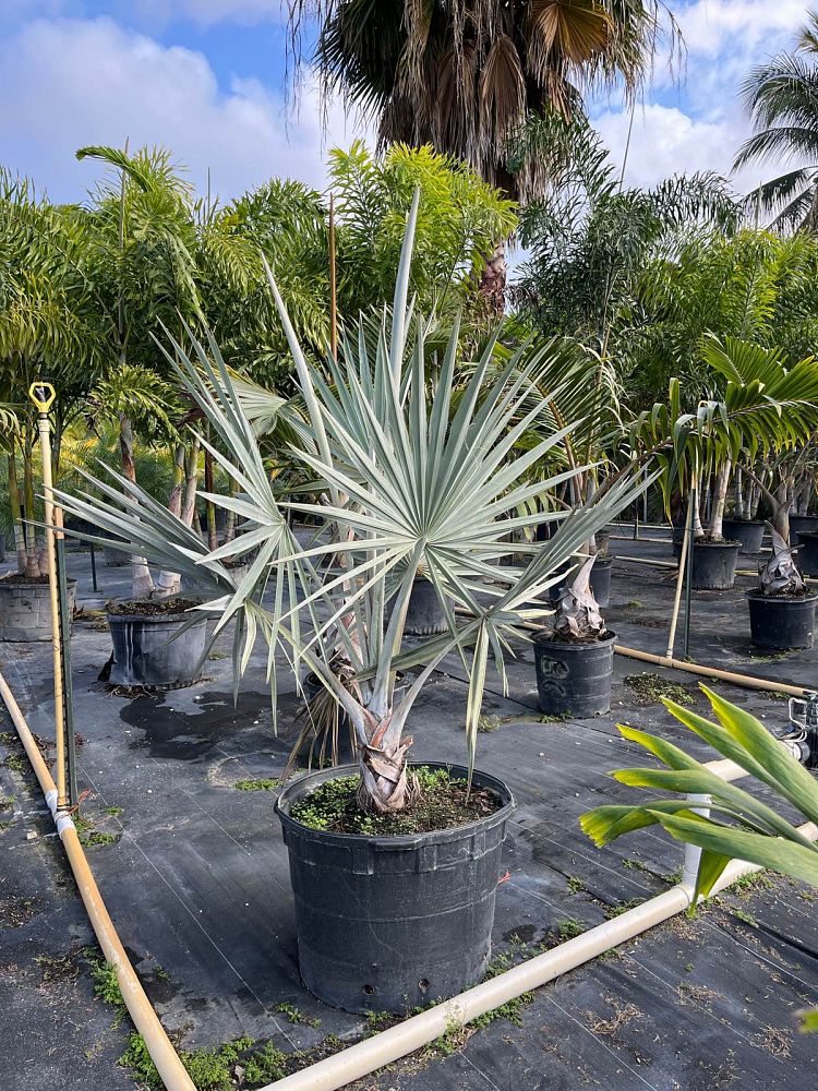 bismarckia-nobilis-bismarck-palm