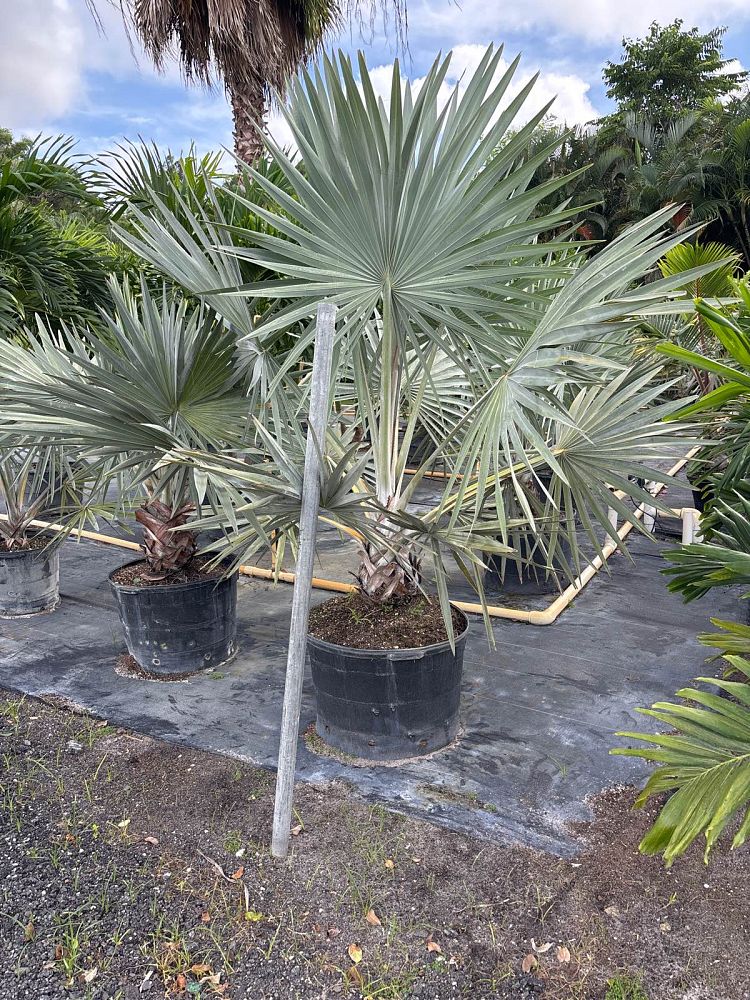 bismarckia-nobilis-bismarck-palm