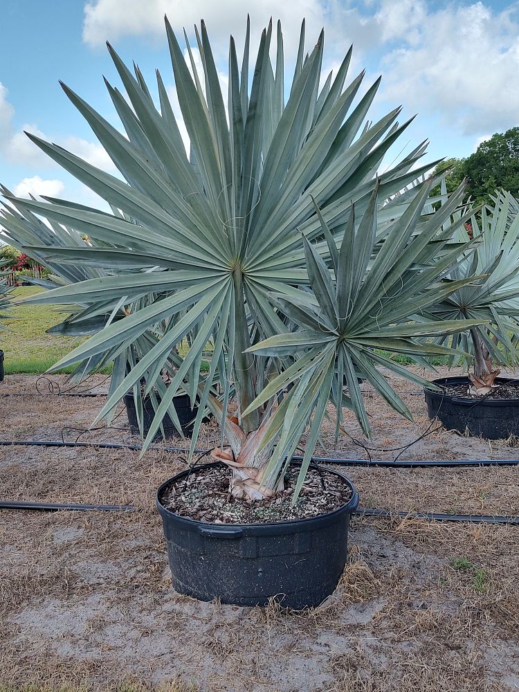 bismarckia-nobilis-bismarck-palm