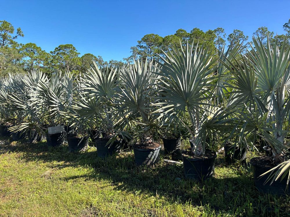 bismarckia-nobilis-bismarck-palm