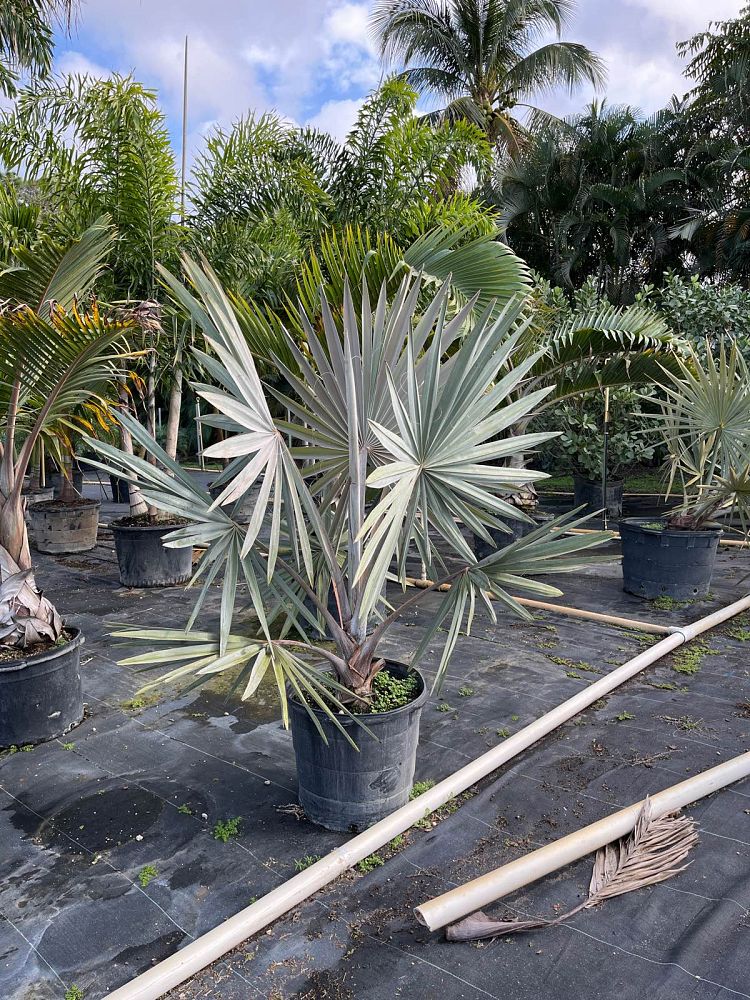 bismarckia-nobilis-bismarck-palm
