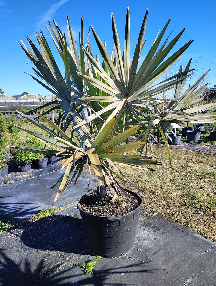 bismarckia-nobilis-bismarck-palm