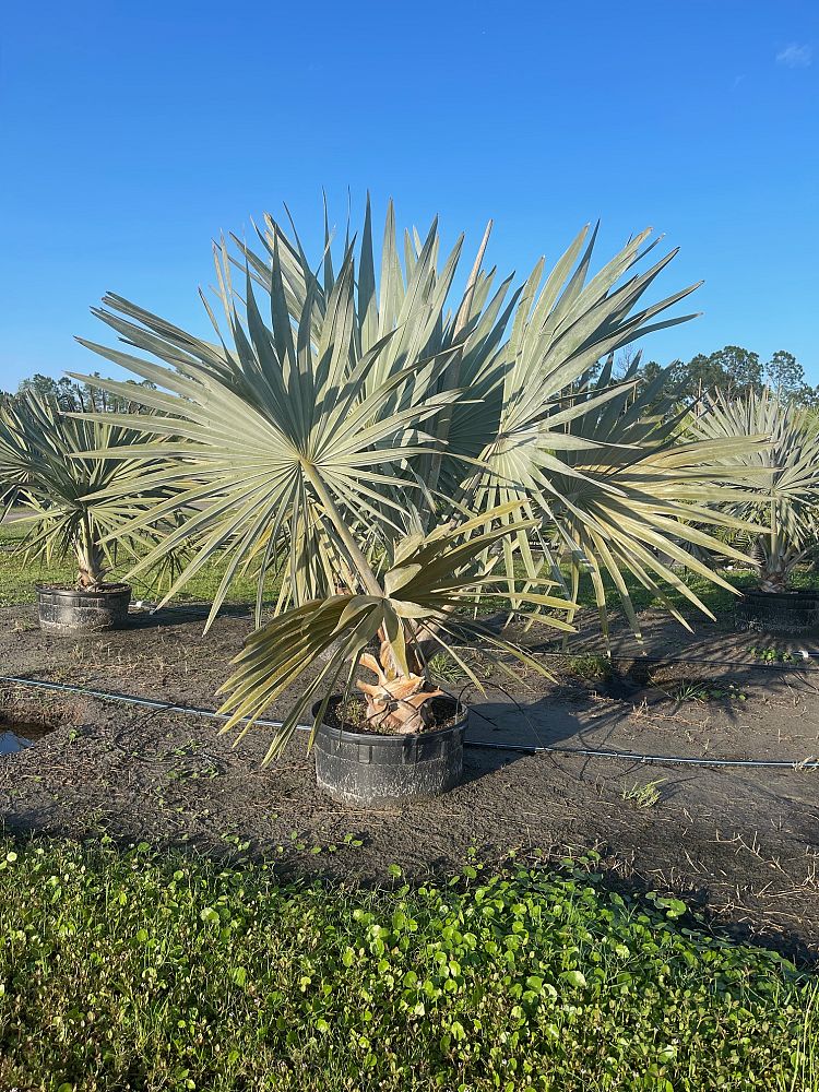 bismarckia-nobilis-bismarck-palm