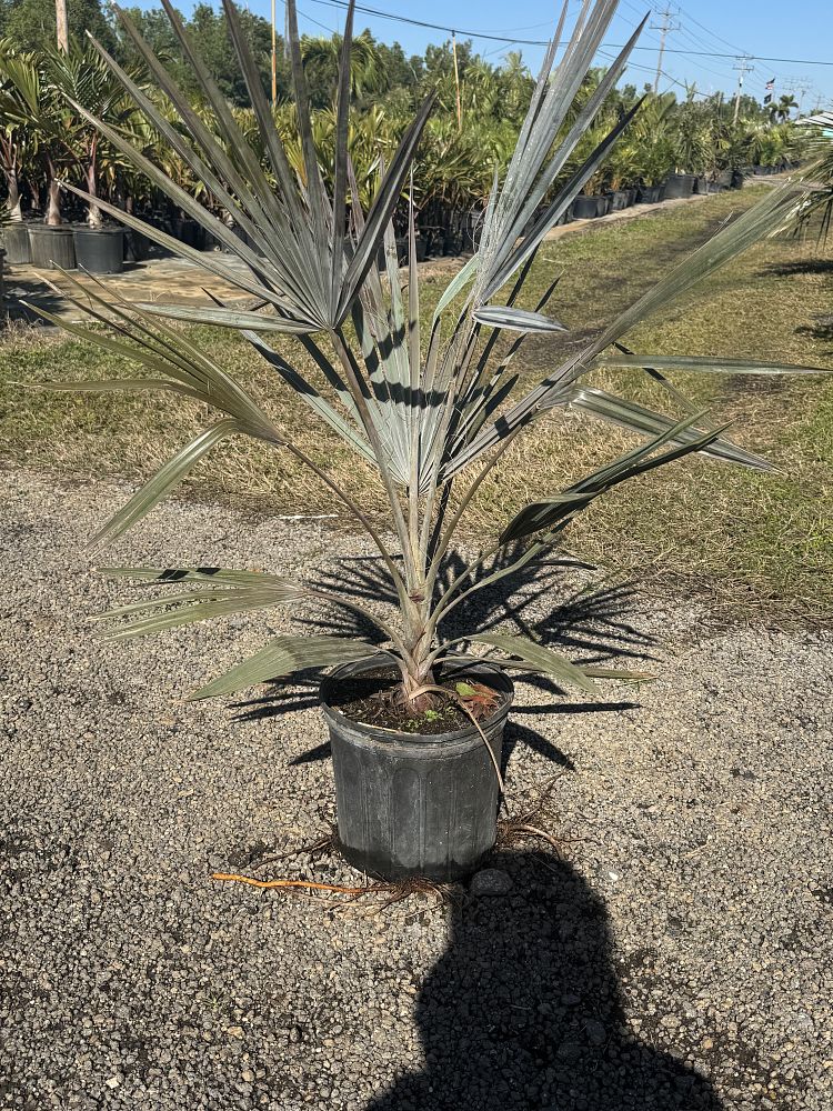 bismarckia-nobilis-bismarck-palm