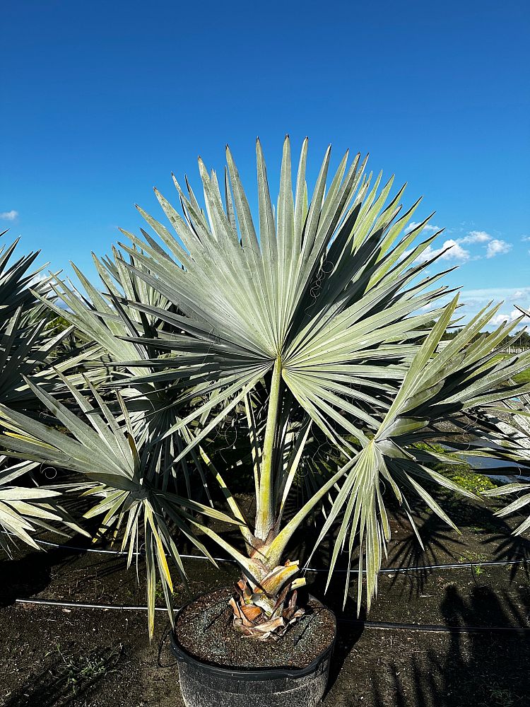 bismarckia-nobilis-bismarck-palm