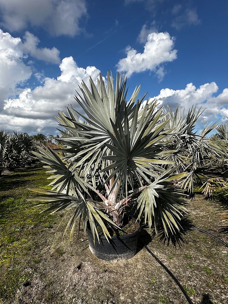 bismarckia-nobilis-bismarck-palm