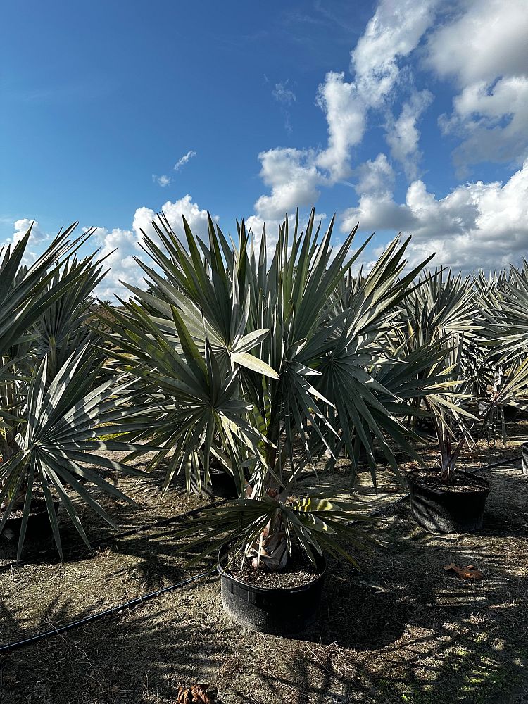 bismarckia-nobilis-bismarck-palm