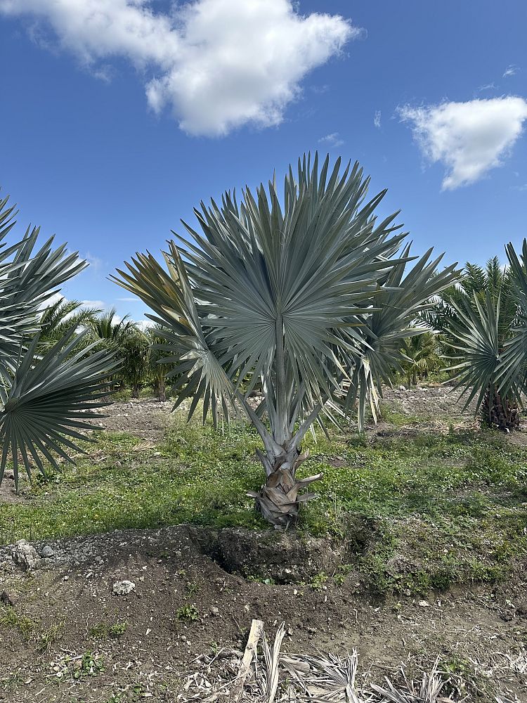 bismarckia-nobilis-bismarck-palm