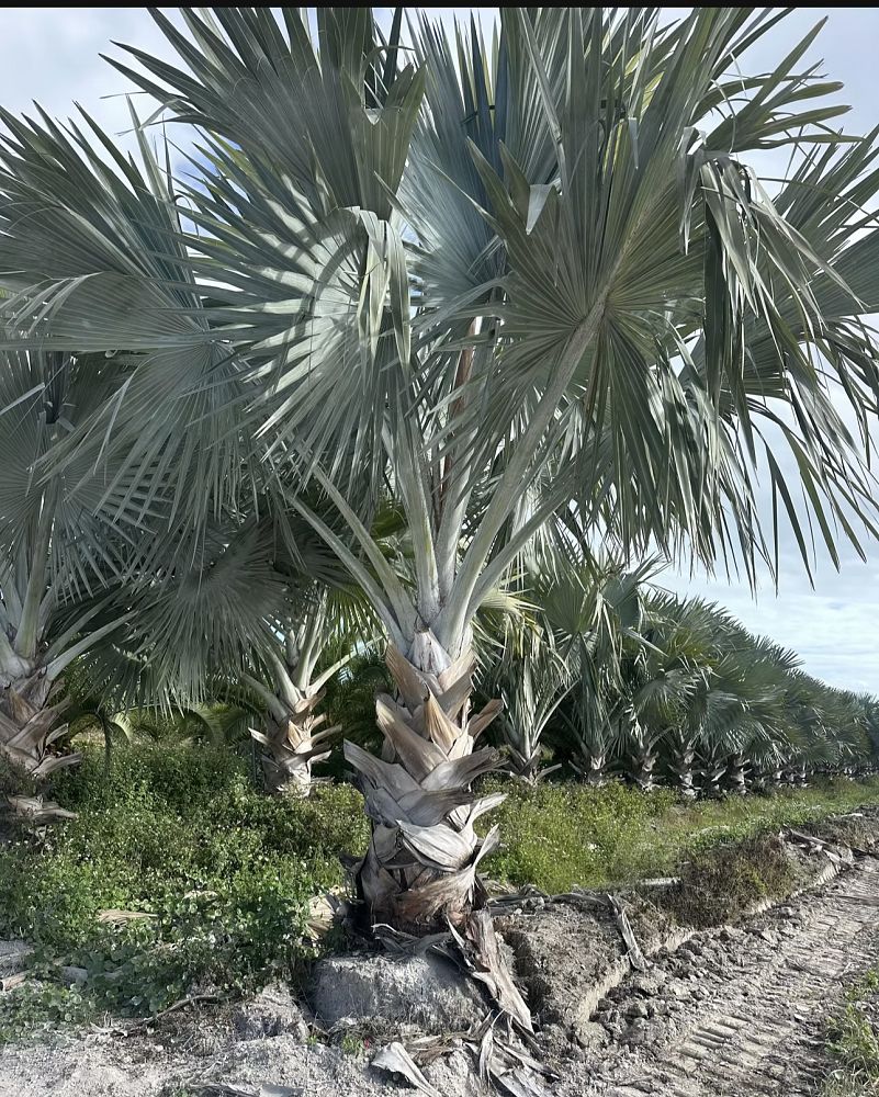bismarckia-nobilis-bismarck-palm