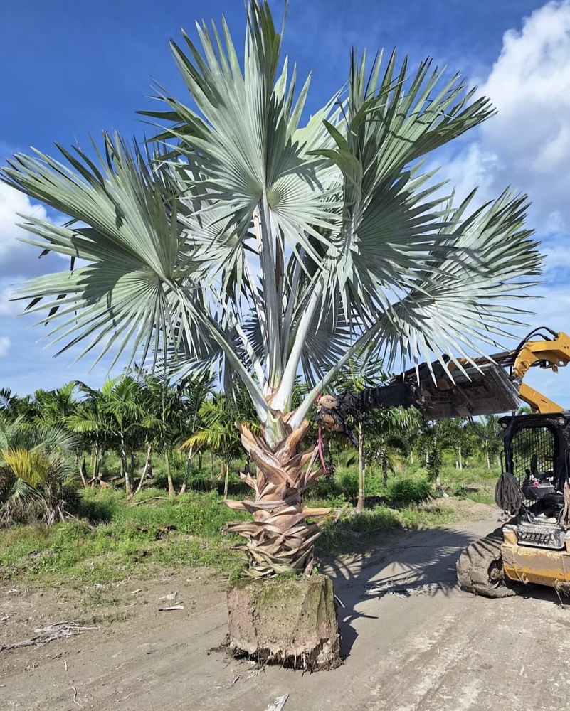 bismarckia-nobilis-bismarck-palm