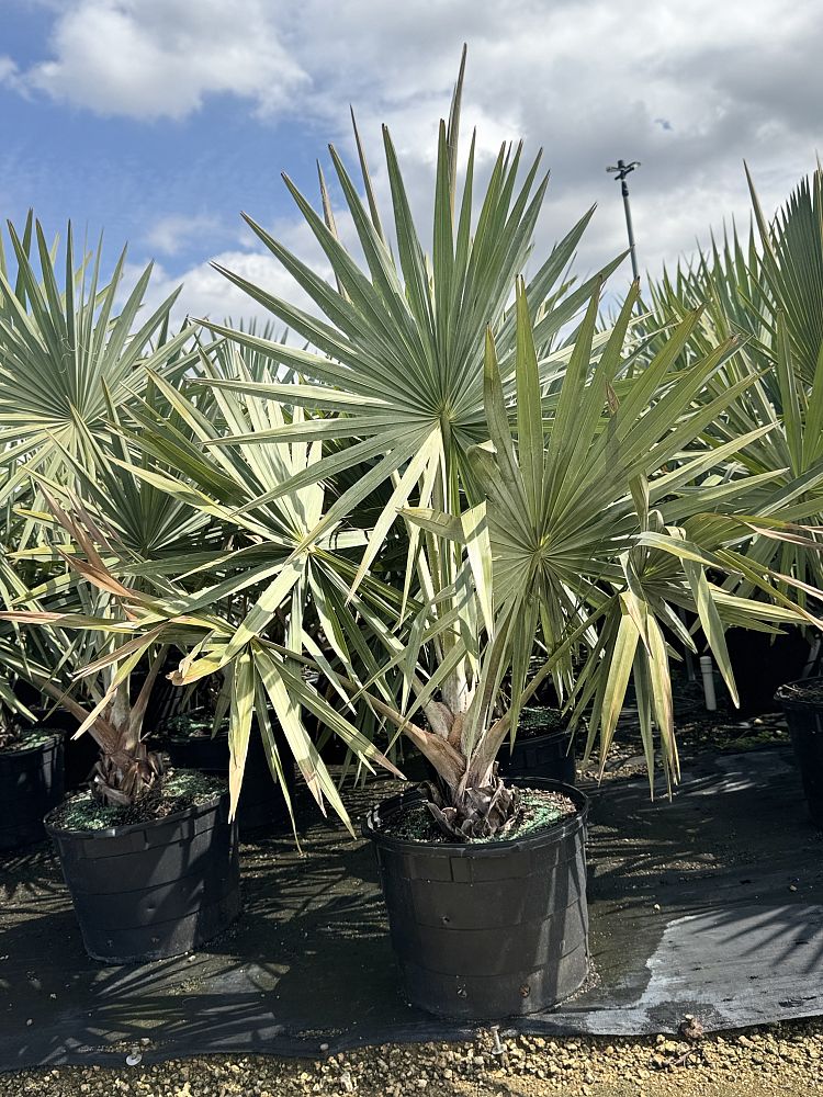 bismarckia-nobilis-bismarck-palm