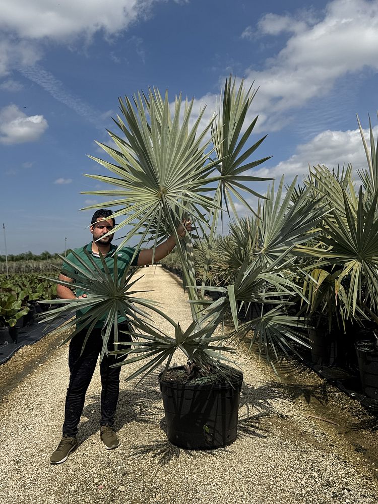 bismarckia-nobilis-bismarck-palm