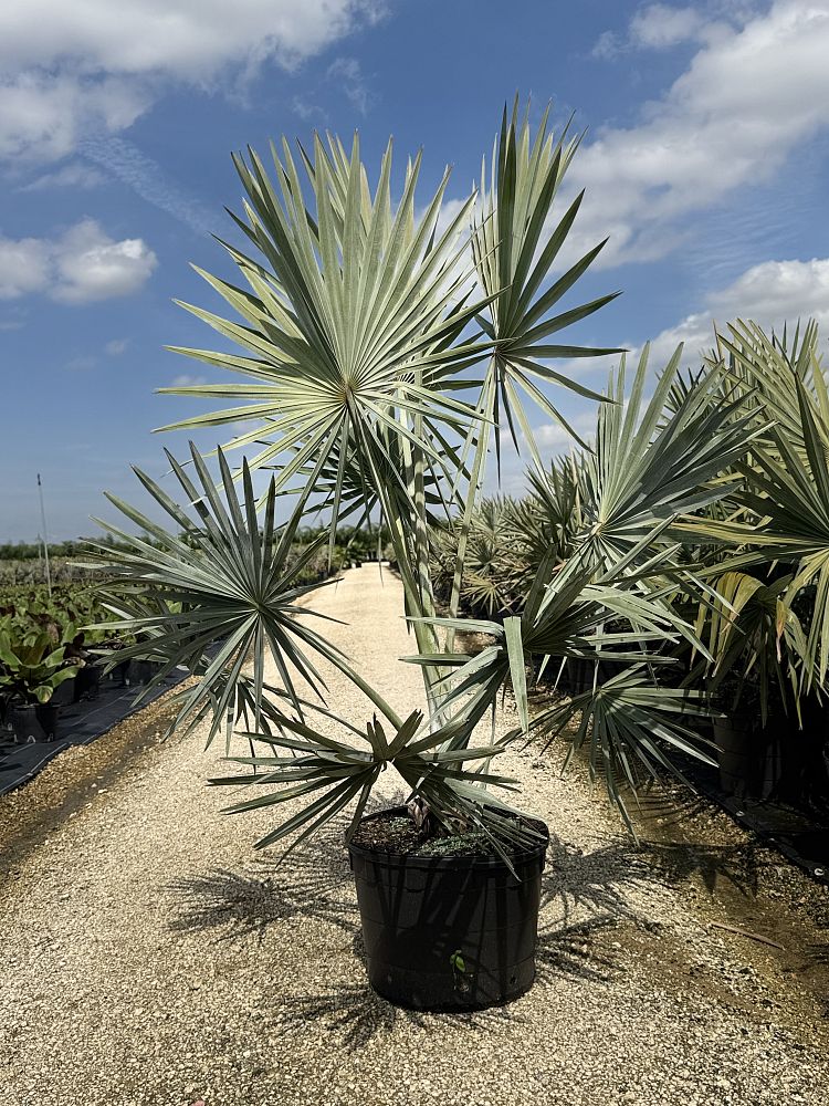 bismarckia-nobilis-bismarck-palm