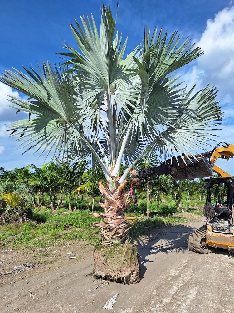 bismarckia-nobilis-bismarck-palm